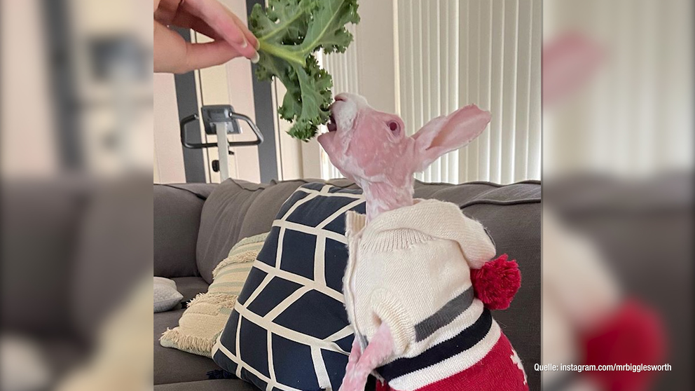 Nacktes Kaninchen Mr Bigglesworth Verzaubert Unzählige Fans Auf Instagram Itsintvde